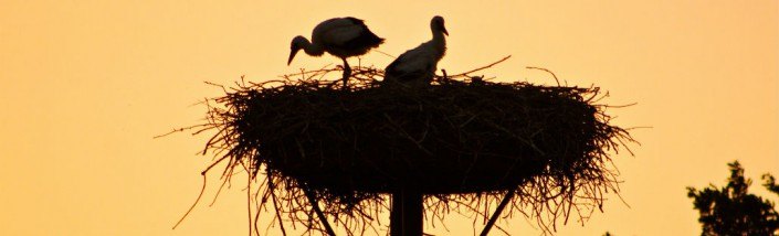 Onze trouwe ooievaars