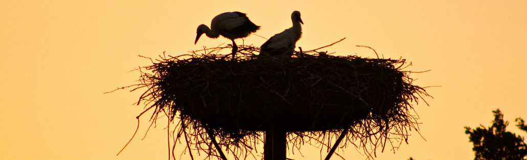 Onze trouwe ooievaars