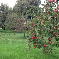 Appels voor de appelsap