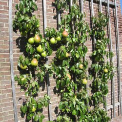 Sterkenburg-leifruit-tegen-de-muur