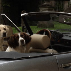 honden-in-auto