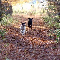 Honden rennen in een bos