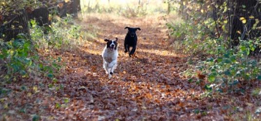 Honden rennen in een bos